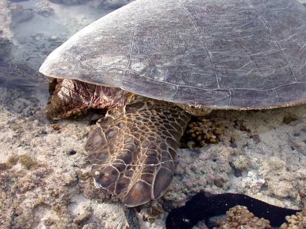 Green Turtle